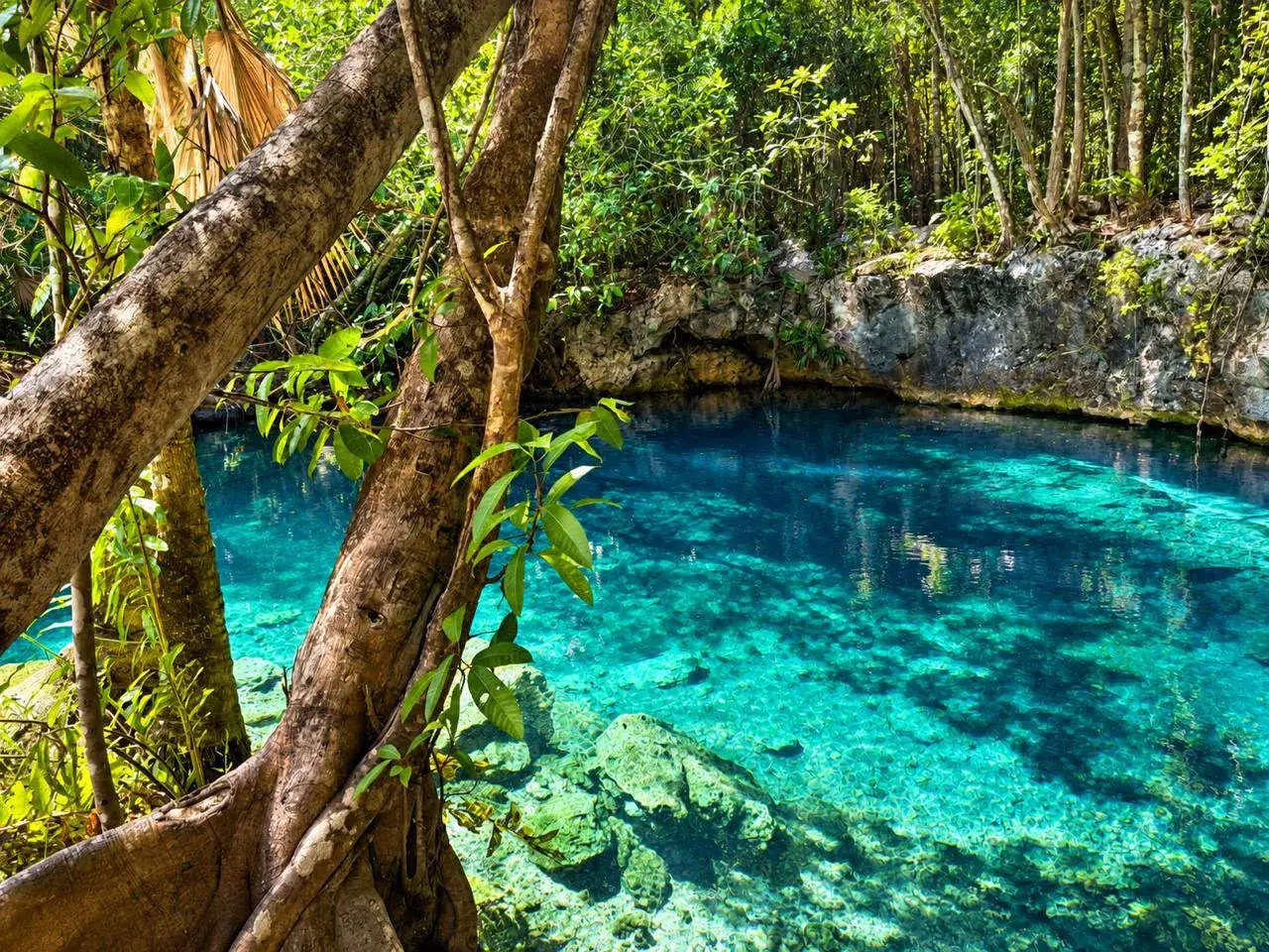 LUUM cenote